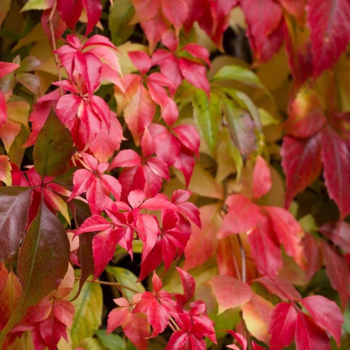 Kacsos vadszőlő (Parthenocissus quinquefolia)