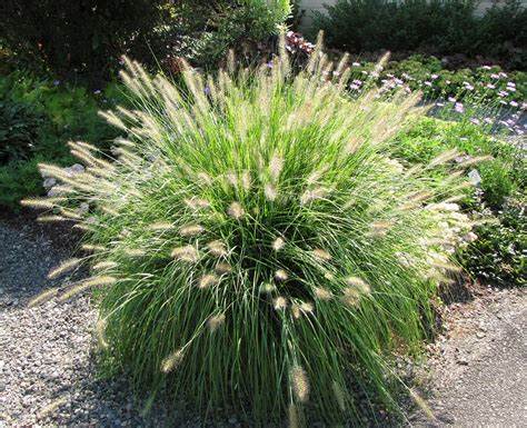 Tollborzfű (Pennisetum alopecuroides 'Hameln')