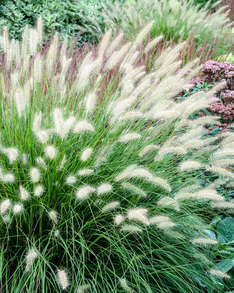 Tollborzfű (Pennisetum alopecuroides 'Hameln')