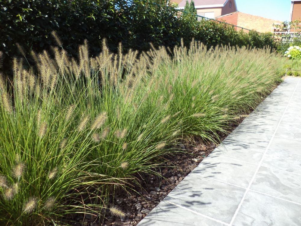 Tollborzfű (Pennisetum alopecuroides 'Hameln')