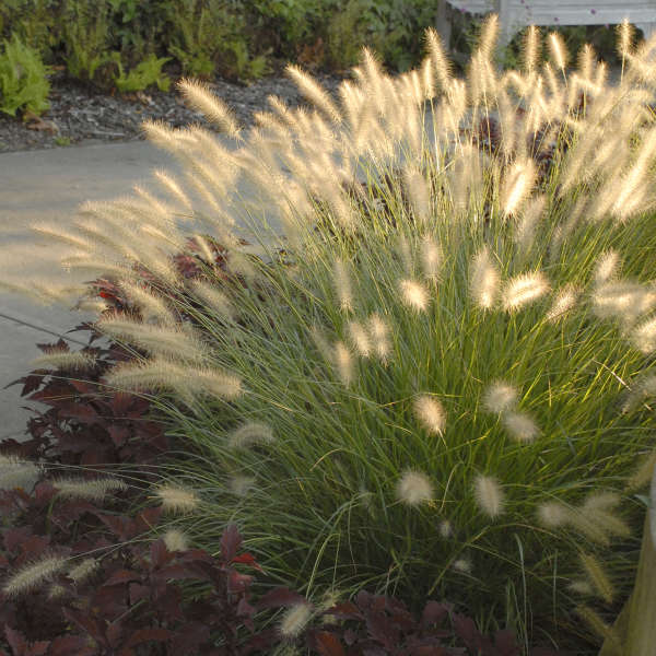 Tollborzfű (Pennisetum alopecuroides 'Hameln')