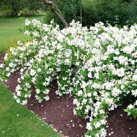 Jezsámen (Philadelphus 'Belle Etoile')