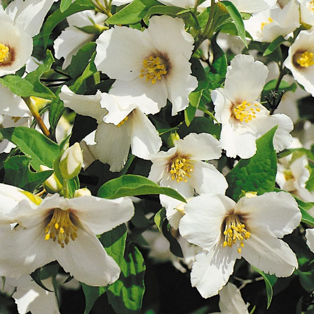 Jezsámen (Philadelphus 'Belle Etoile')