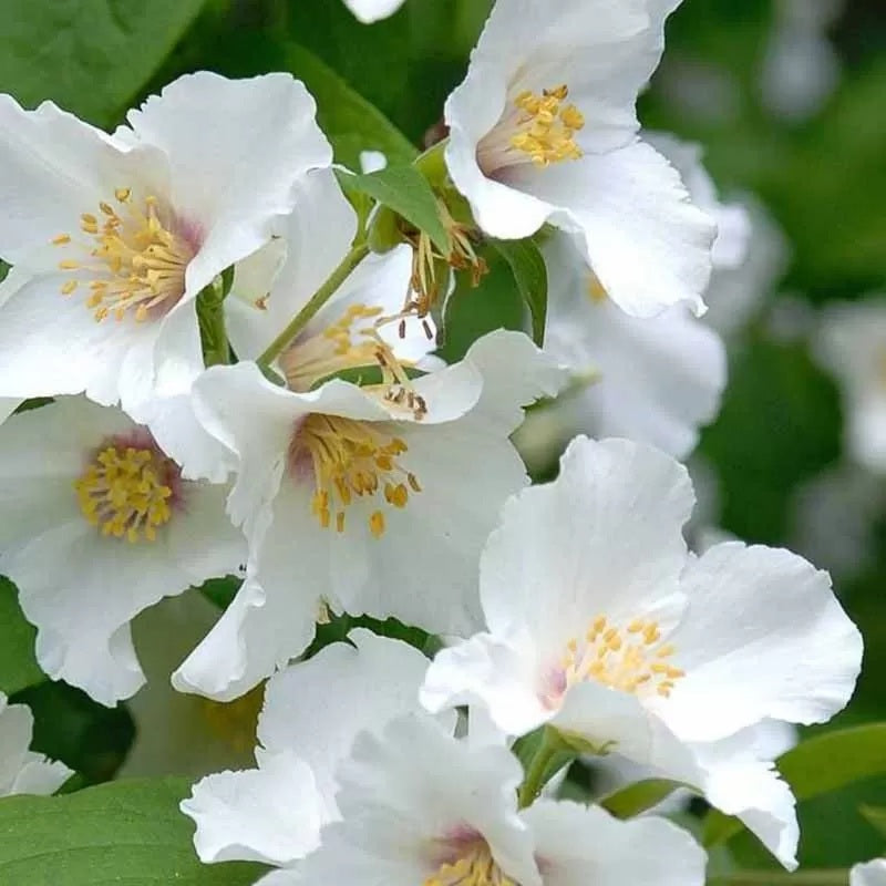 Jezsámen (Philadelphus 'Belle Etoile')