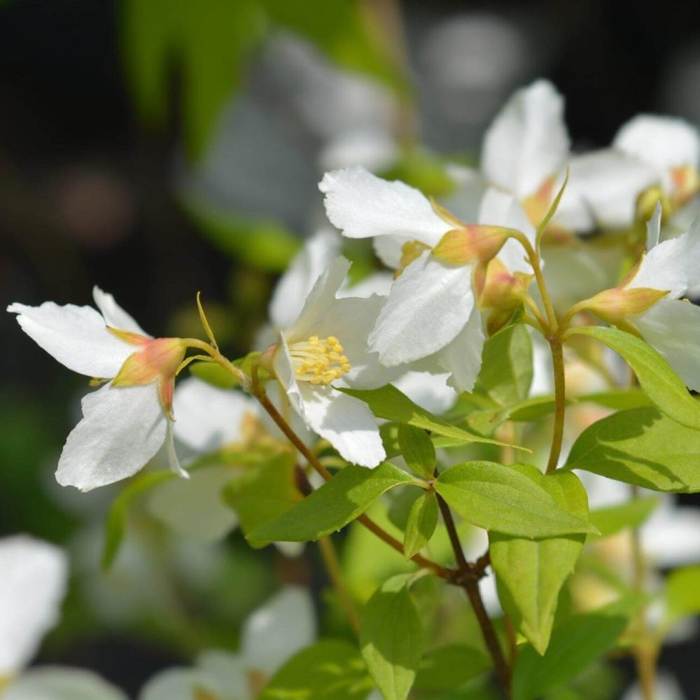 Jezsámen (Philadelphus x virginalis 'Dame Blanche')