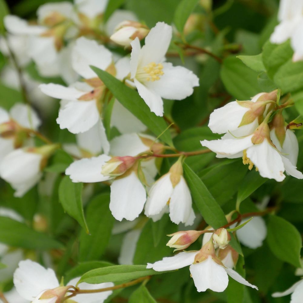 Jezsámen (Philadelphus x virginalis 'Dame Blanche')