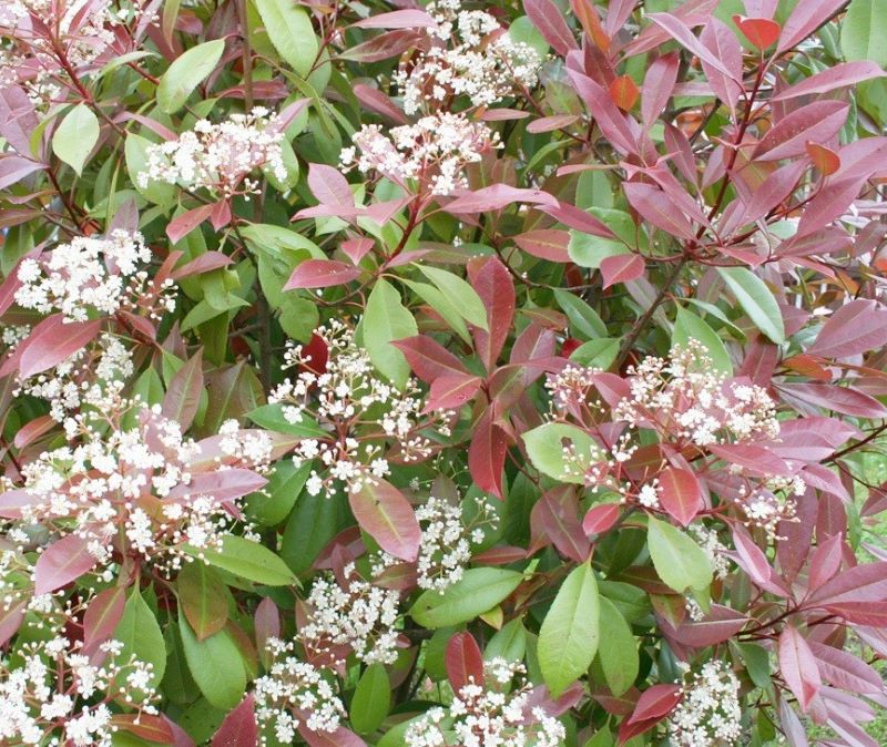 Korallberkenye (Photinia x fraeseri 'Red Robin')