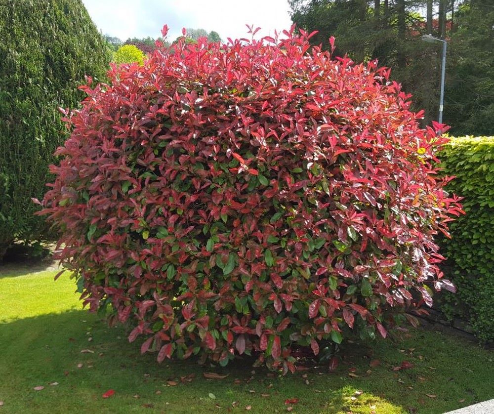 Korallberkenye (Photinia x fraeseri 'Red Robin')