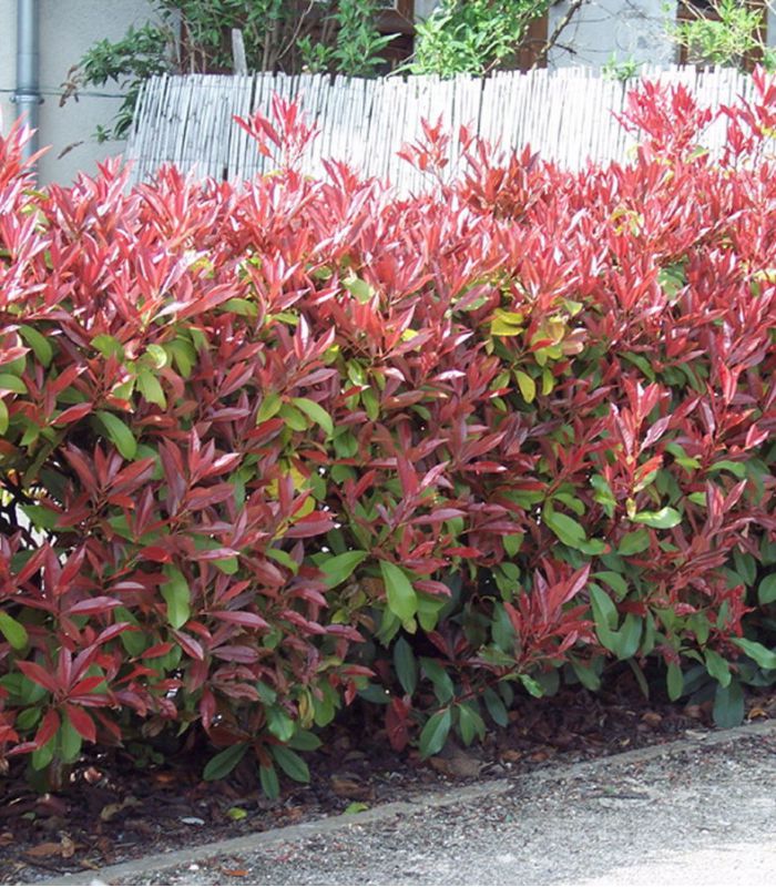 Korallberkenye (Photinia x fraeseri 'Red Robin')