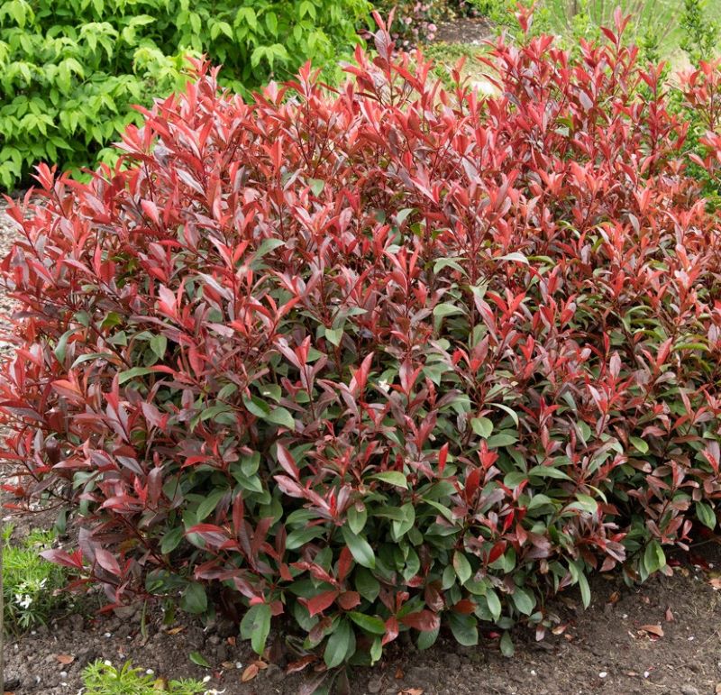 Korallberkenye (Photinia x fraseri 'Carre Rouge')