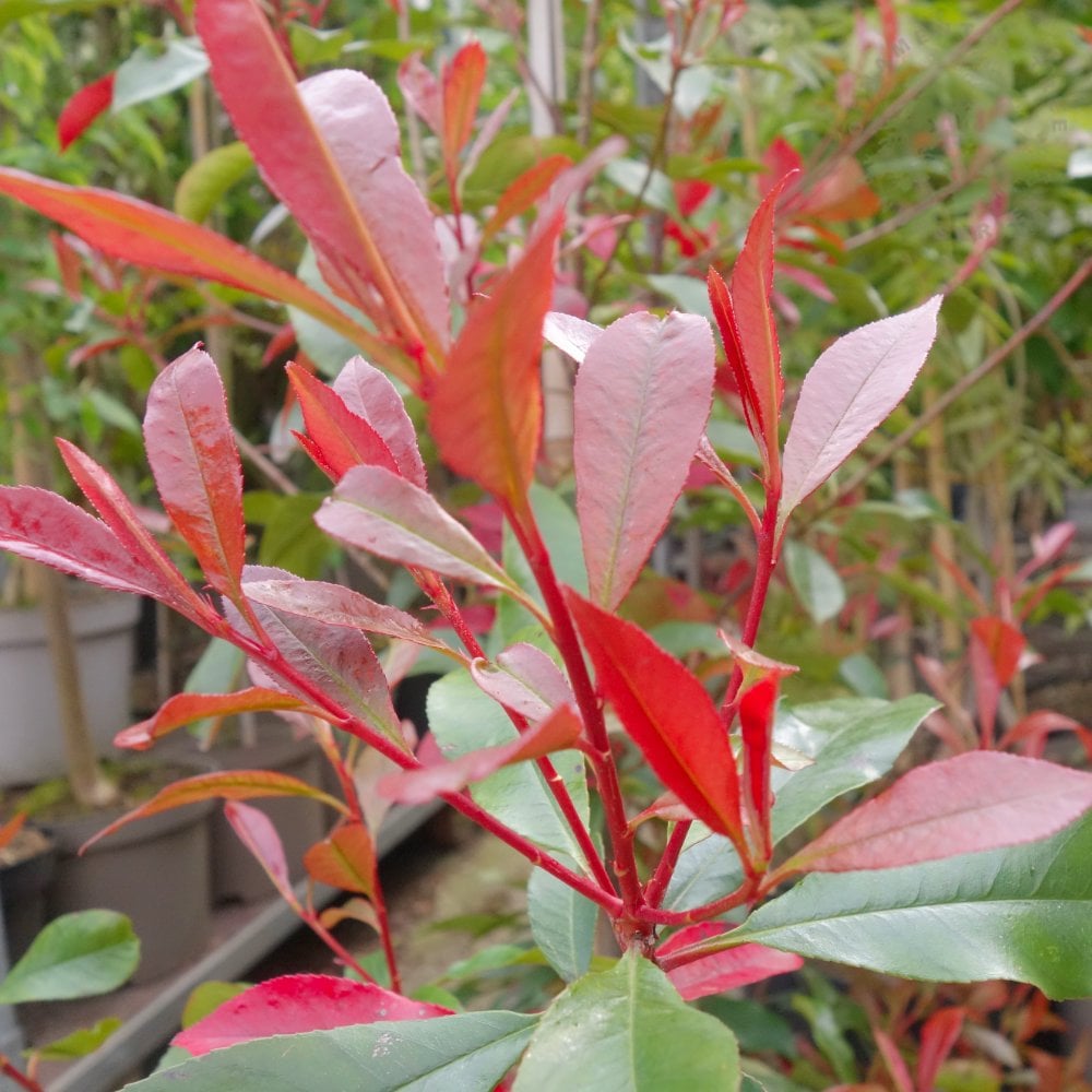 Korallberkenye (Photinia x fraseri 'Carre Rouge')