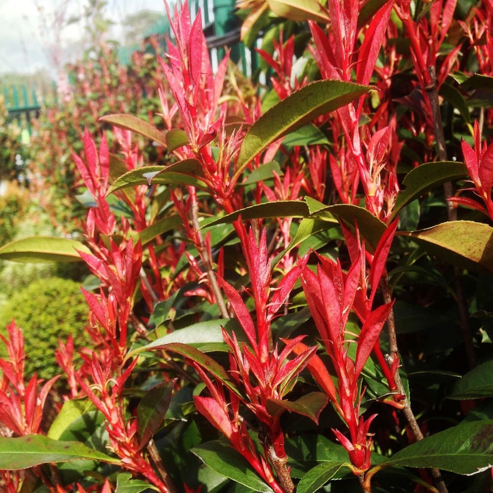 Korallberkenye (Photinia x fraseri 'Carre Rouge')