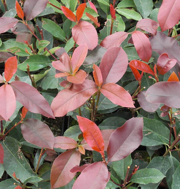 Korallberkenye (Photinia 'Red Select')