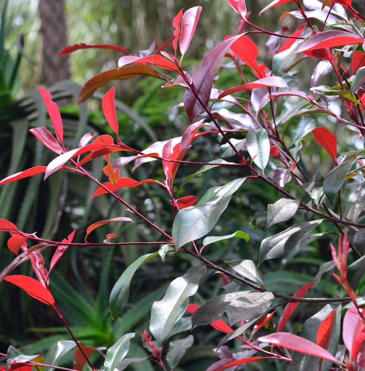 Korallberkenye (Photinia 'Red Select')