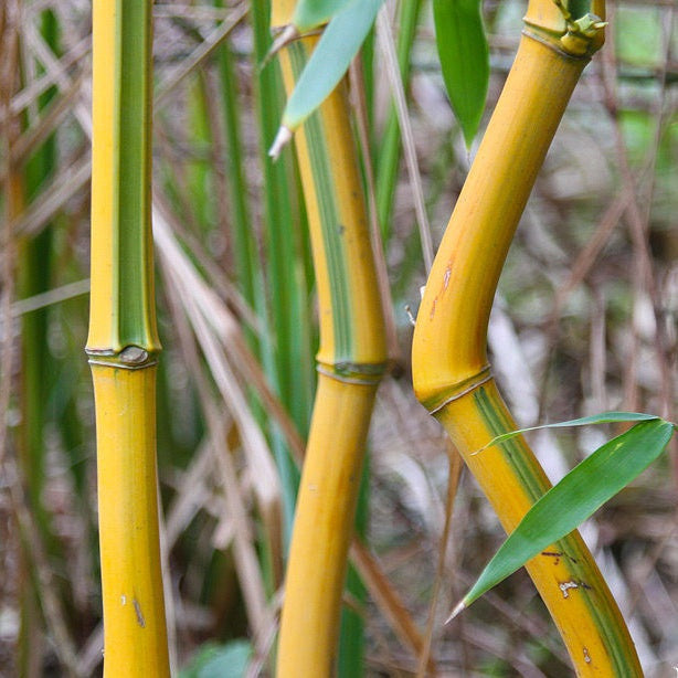 Bambusz (Phyllostachys aureosulcata 'Spectabilis')