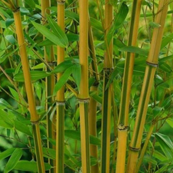 Bambusz (Phyllostachys aureosulcata 'Spectabilis')