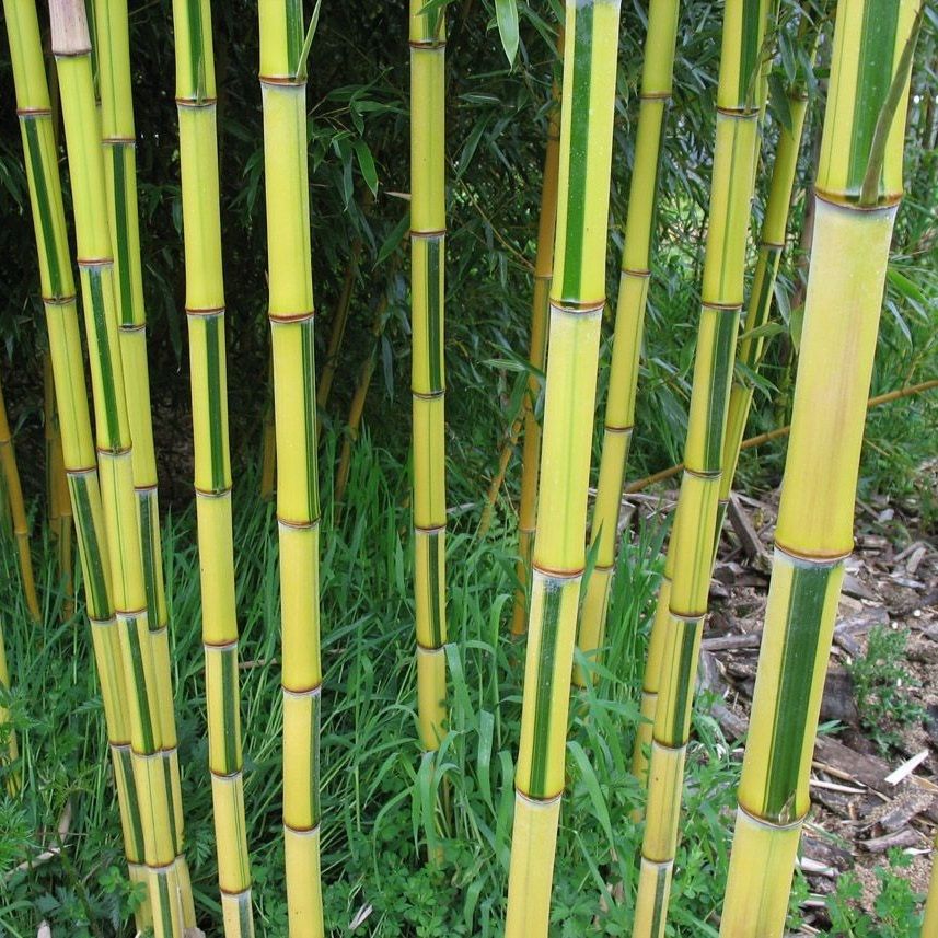 Bambusz (Phyllostachys aureosulcata 'Spectabilis')
