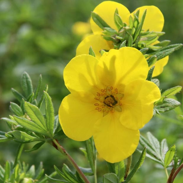 Cserjés pimpó (Potentilla fruticosa 'Goldfinger')