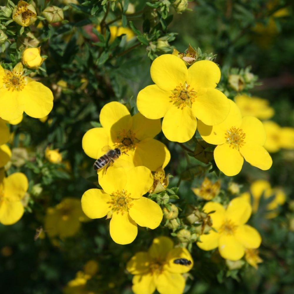Cserjés pimpó (Potentilla fruticosa 'Goldfinger')