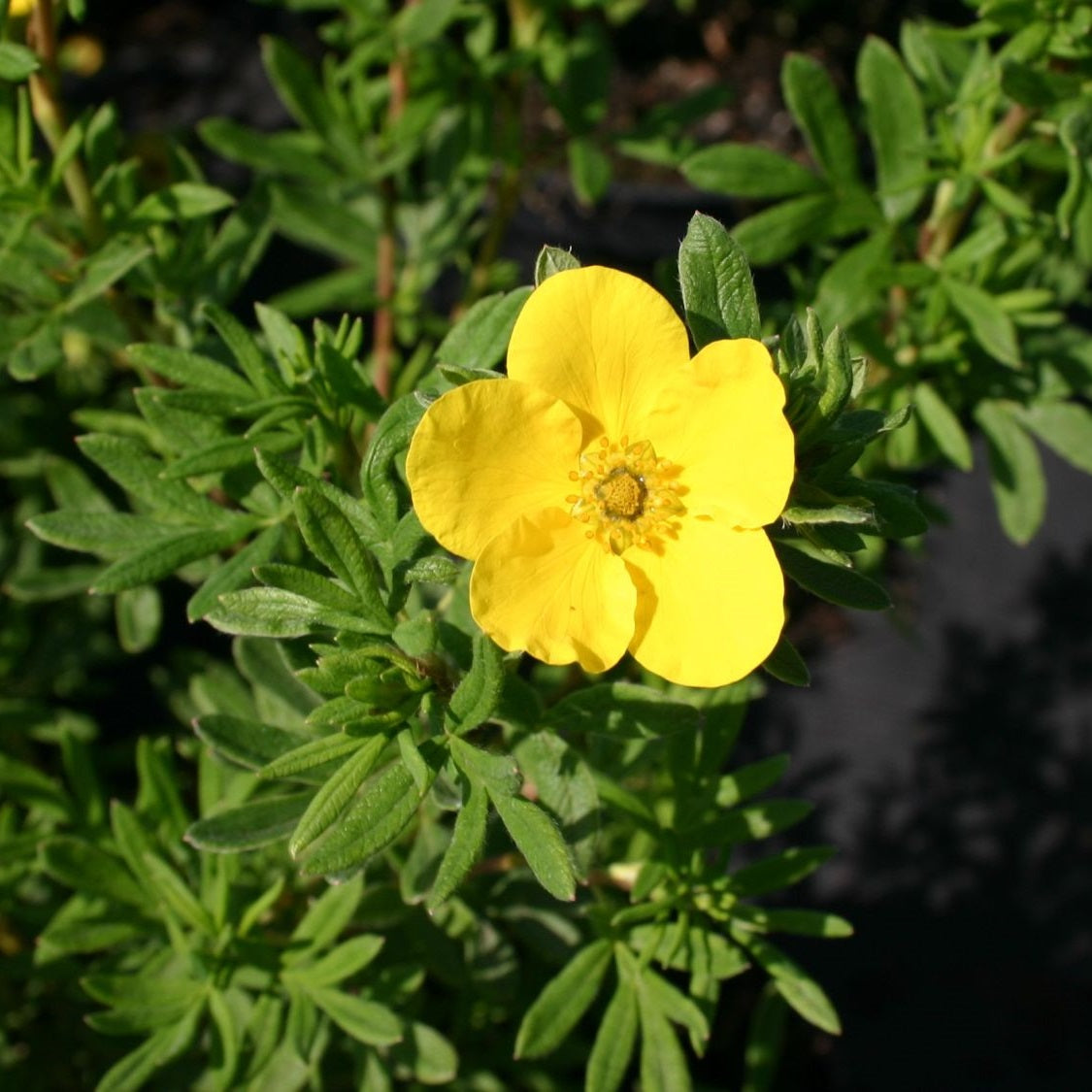 Cserjés pimpó (Potentilla fruticosa 'Goldfinger')