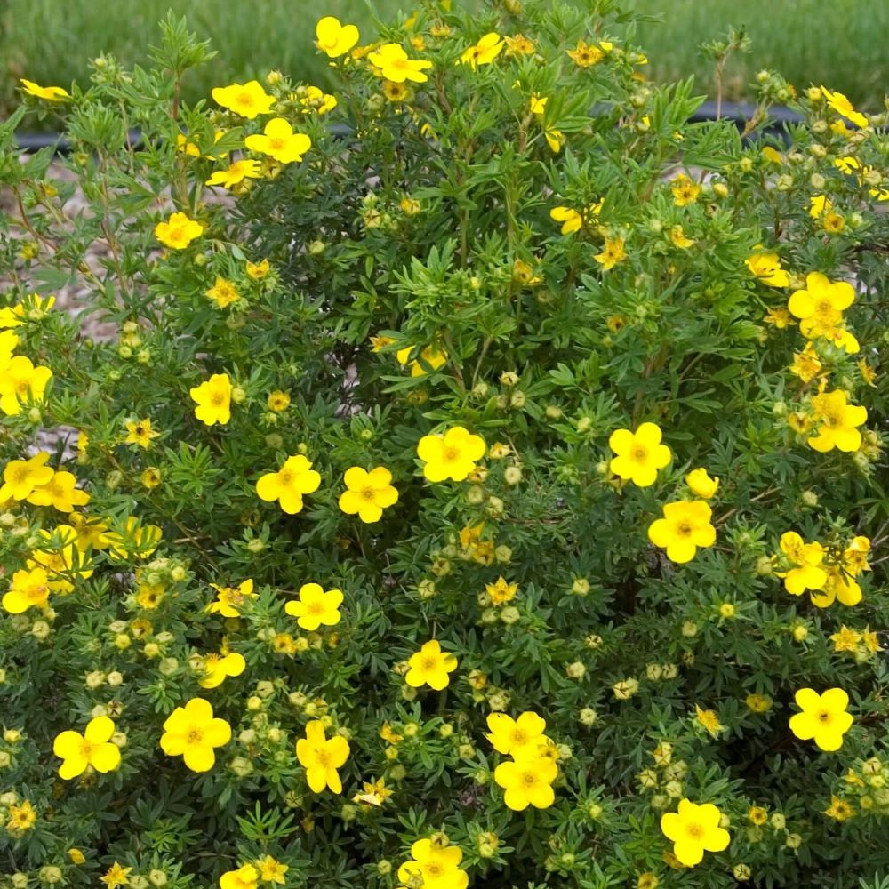 Cserjés pimpó (Potentilla fruticosa 'Goldfinger')