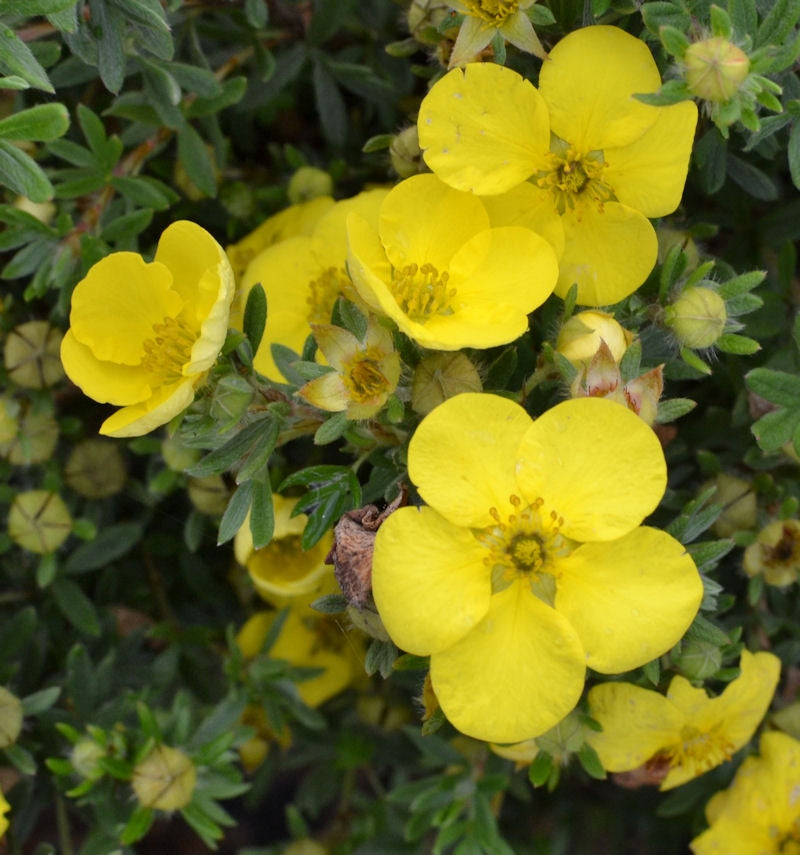 Cserjés pimpó (Potentilla fruticosa 'Kobold')