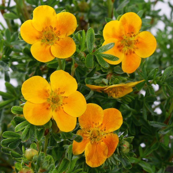 Cserjés pimpó (Potentilla fruticosa 'Mango Tango')