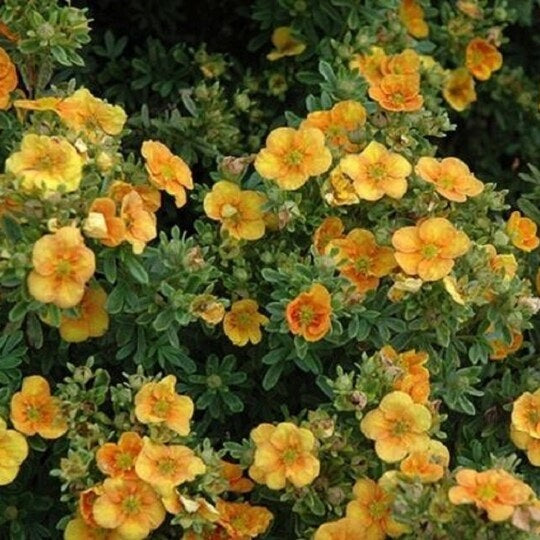 Cserjés pimpó (Potentilla fruticosa 'Mango Tango')
