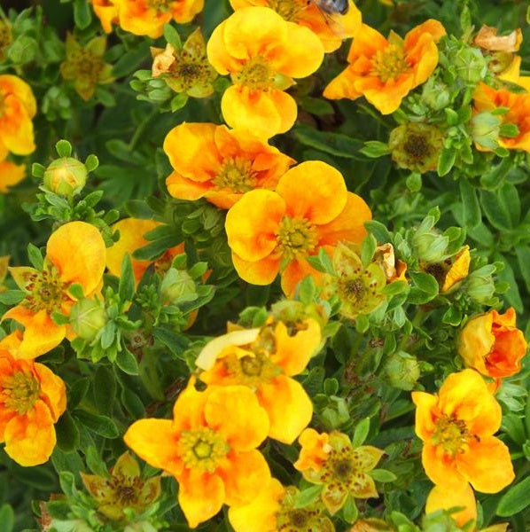Cserjés pimpó (Potentilla fruticosa 'Mango Tango')