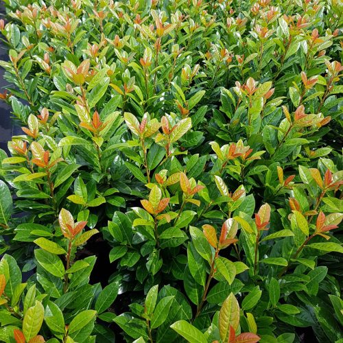 Babérmeggy (Prunus laurocerasus 'Antonius')