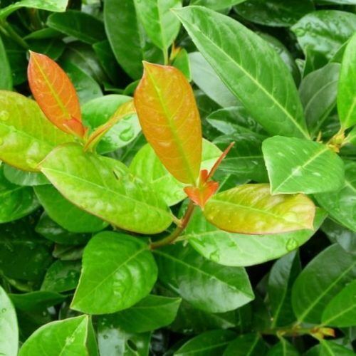 Babérmeggy (Prunus laurocerasus 'Antonius')