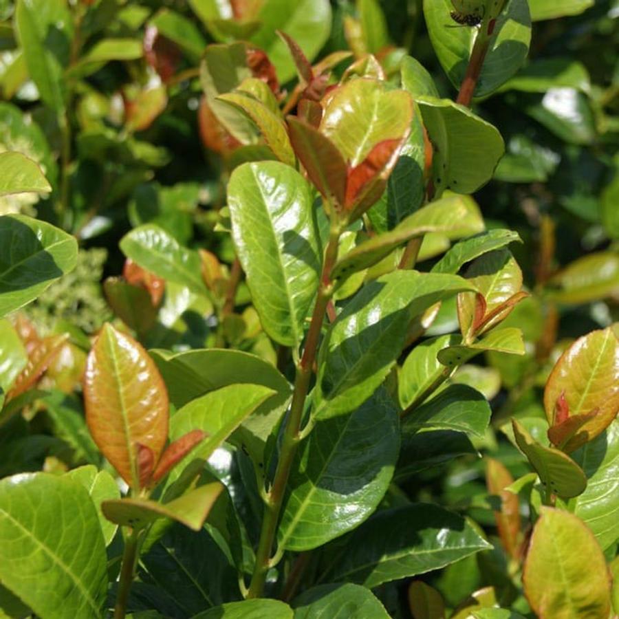 Babérmeggy (Prunus laurocerasus 'Antonius')