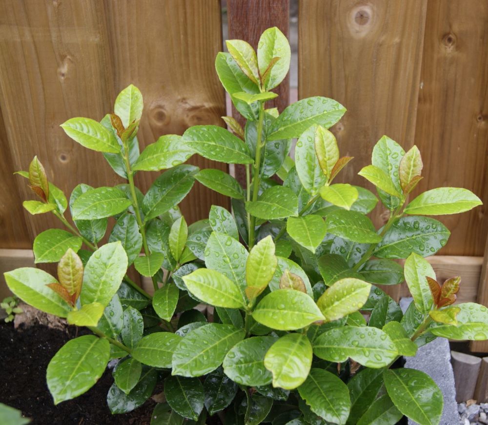 Babérmeggy (Prunus laurocerasus 'Antonius')