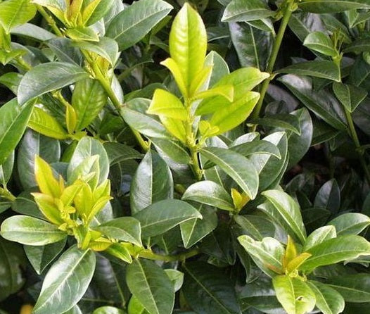 Babérmeggy (Prunus laurocerasus 'Baumgartner')