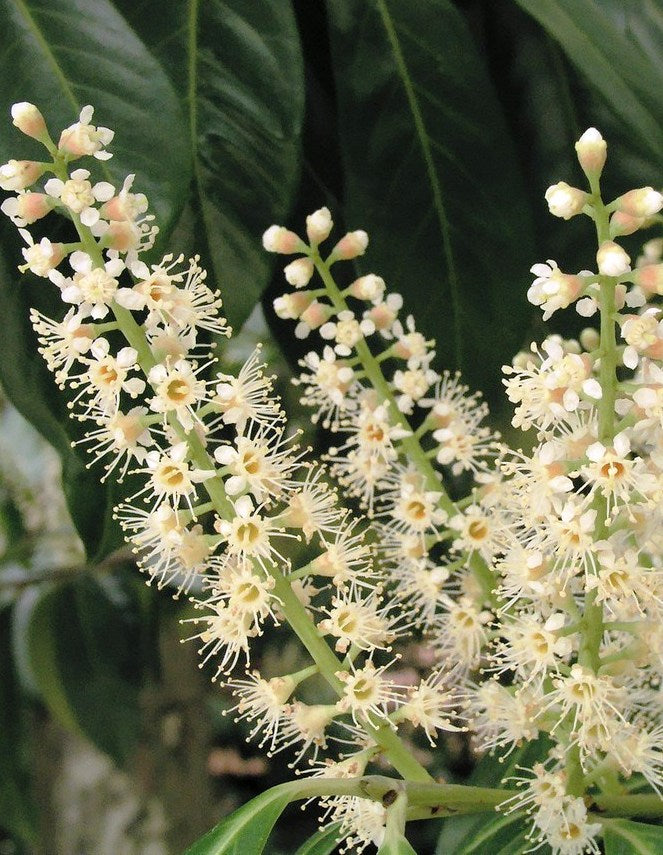 Babérmeggy (Prunus laurocerasus 'Baumgartner')