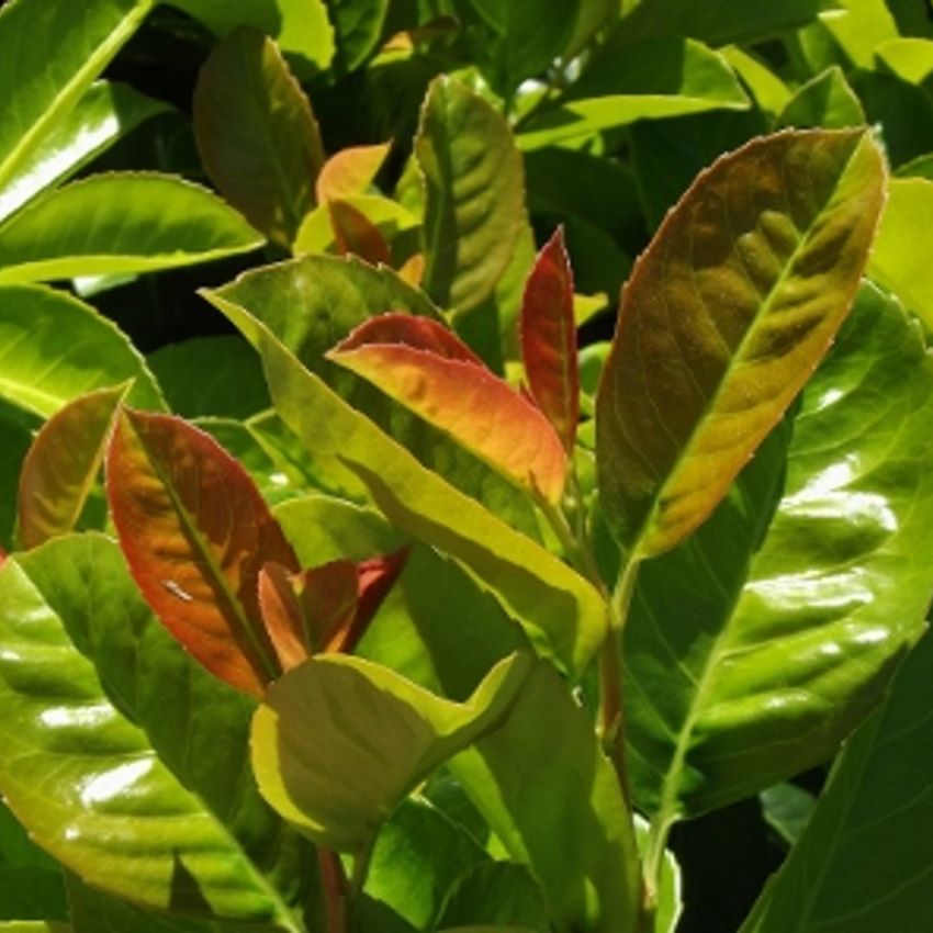 Babérmeggy (Prunus laurocerasus 'Baumgartner')