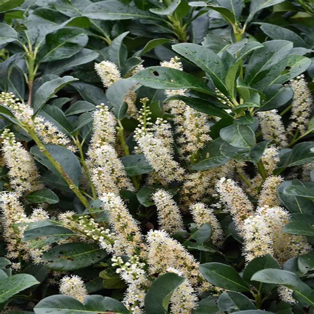 Babérmeggy (Prunus laurocerasus 'Etna' (syn. 'Anbri'))