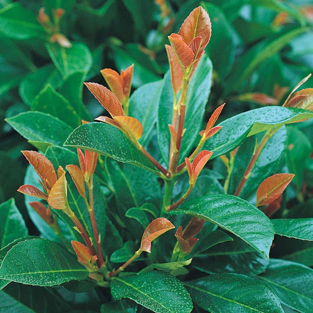 Babérmeggy (Prunus laurocerasus 'Etna' (syn. 'Anbri'))