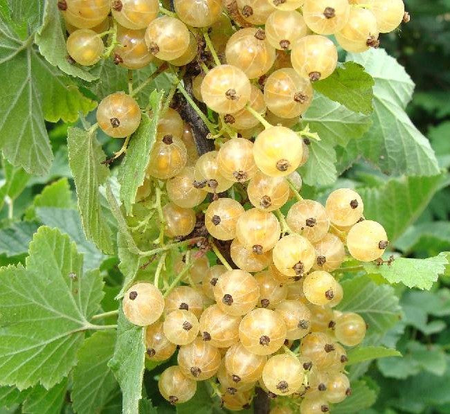 Fehér ribizli (Ribes rubrum 'Blanka')