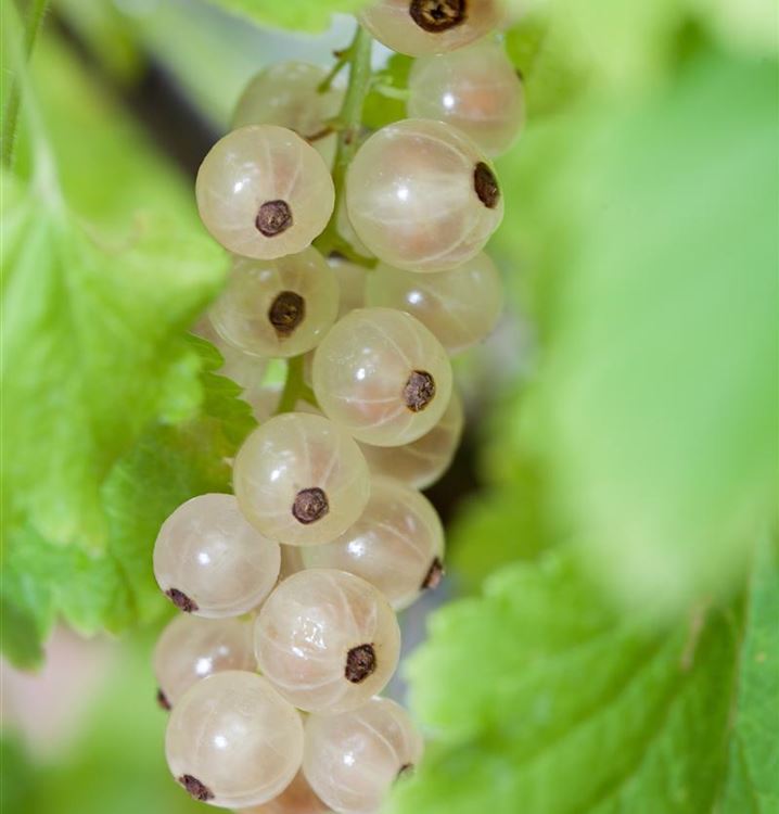 Fehér ribizli (Ribes rubrum 'Blanka')