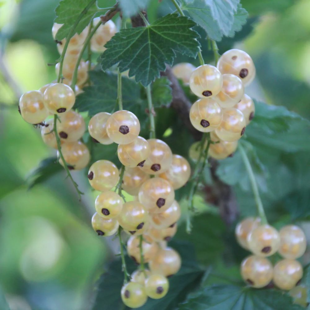 Fehér ribizli (Ribes rubrum 'Blanka')
