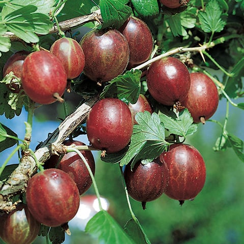 Egres (Ribes grossularia 'Rokula')