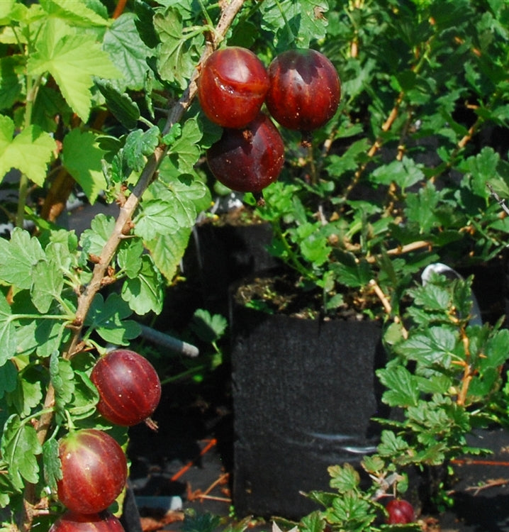 Egres (Ribes grossularia 'Rokula')