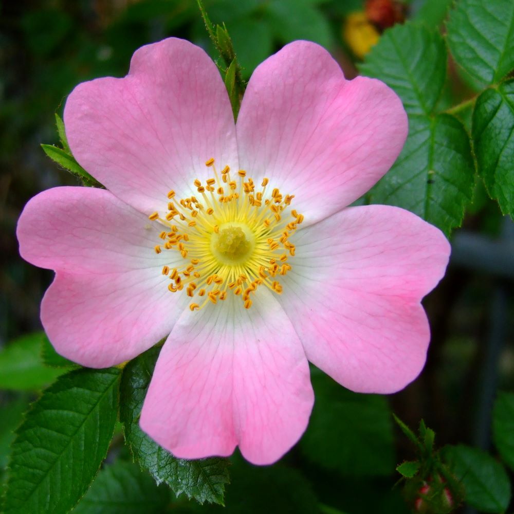 Vadrózsa (Rosa canina)