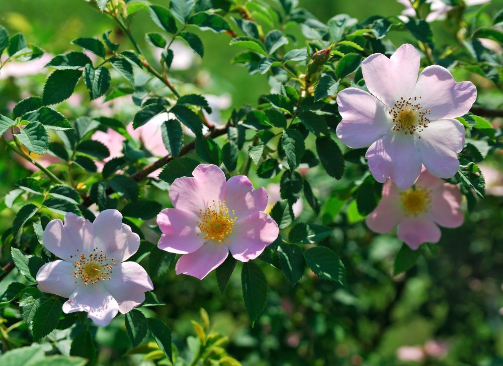 Vadrózsa (Rosa canina)