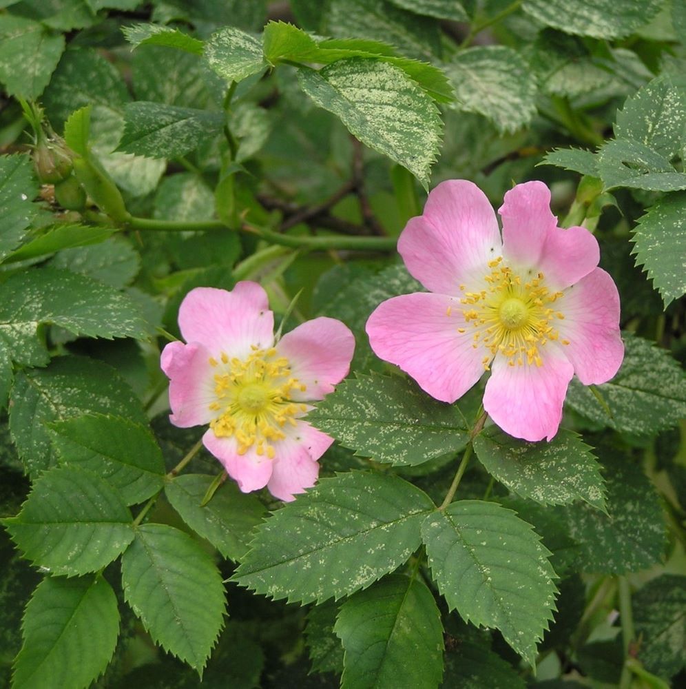 Vadrózsa (Rosa canina)