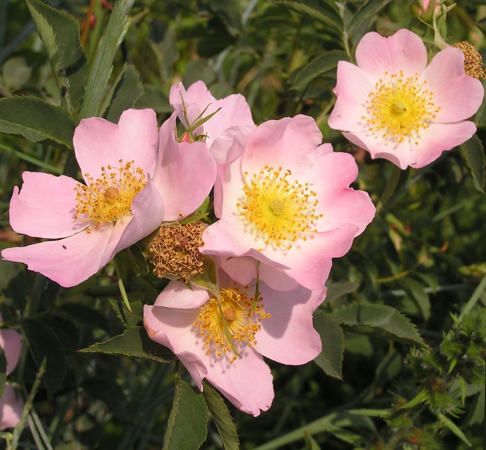 Vadrózsa (Rosa canina)