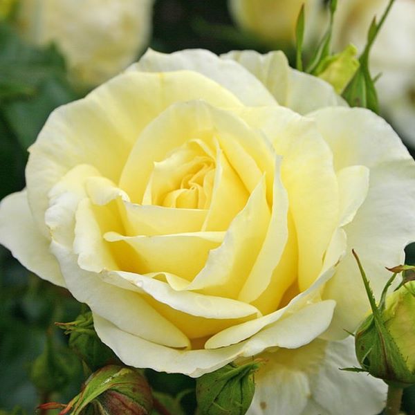 Sárga teahibrid rózsa (Rosa 'Limona ®')