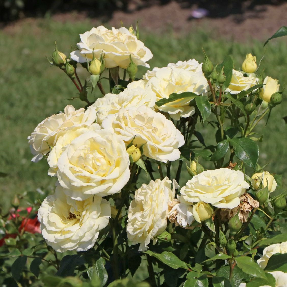 Sárga teahibrid rózsa (Rosa 'Limona ®')