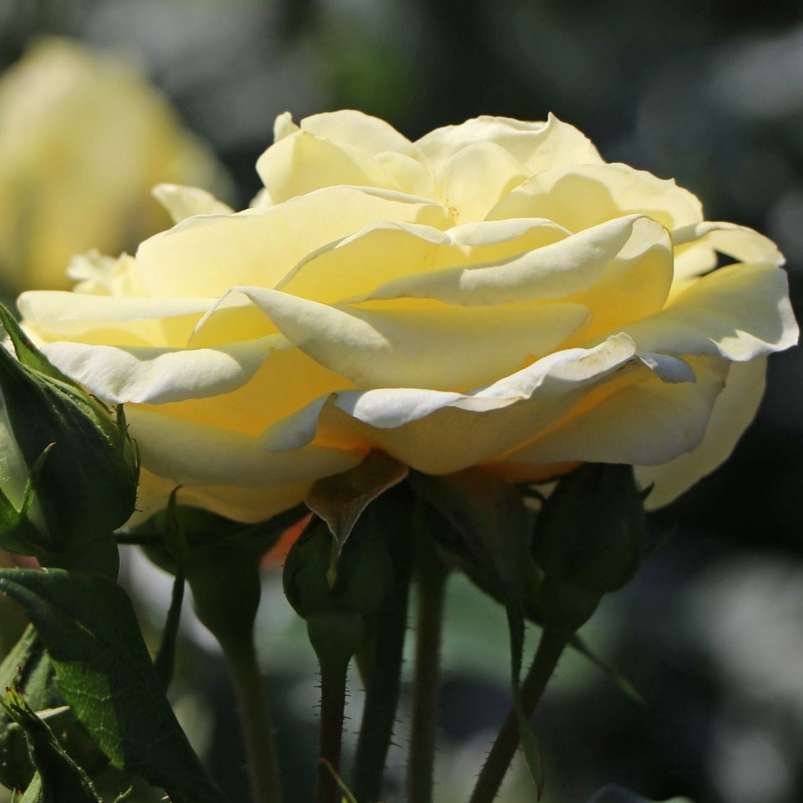 Sárga teahibrid rózsa (Rosa 'Limona ®')